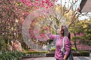 Asia woman take image cherry blossom by smarth phone in formosan aboriginal culture village, Selective focus