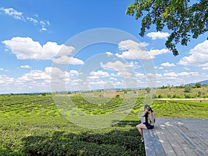 Asia woman take a photo with her camera at Choui Fong tea plantation. Chiangrai, Thailand