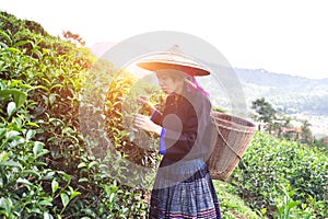 Asia women were picking tea leaves