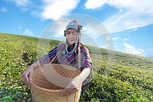 Asia worker farmer women were picking tea leaves for traditions in the sunrise morning