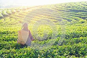 Asia worker farmer women were picking tea leaves for traditions in the sunrise morning at tea plantation nature, Thailand. photo