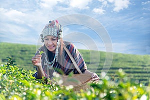 Asia worker farmer women were picking tea leaves for traditions in the sunrise morning at tea plantation