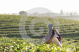 Asia worker farmer women were picking tea leaves for traditions in the sunrise morning at tea plantation nature,