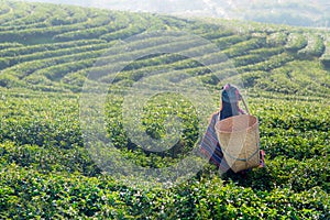 Asia worker women were picking tea leaves for traditions