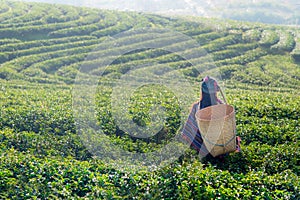 Asia worker women were picking tea leaves for traditions photo