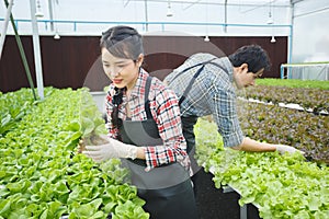 Asian agriculture couple picking vegetables working in the organic greenhouse farm.