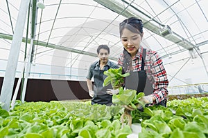 Asian agriculture couple picking vegetables working in the organic greenhouse farm.