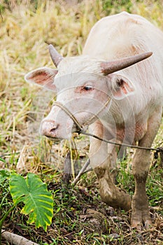 Asian albino buffalo.