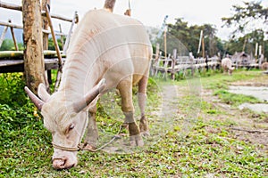 Asian albino buffalo.