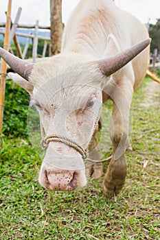 Asian albino buffalo.