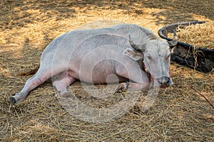 An Asian albino buffalo that is used as a pet and friendly to people