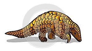 Asian animal pangolin isolated in cartoon style. Educational zoology illustration, coloring book picture