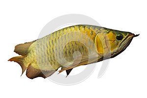 Asian Arowana Dragon Fish Scleropages Formosus
