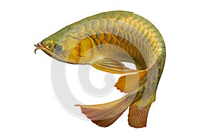Asian Arowana Dragon Fish Scleropages Formosus