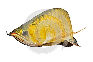 Asian Arowana Dragon Fish Scleropages Formosus