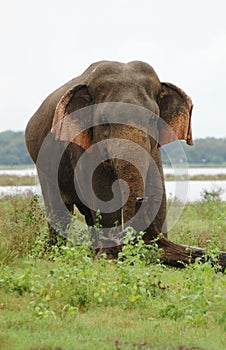 Asian or Asiatic Elephant ,Ceylon