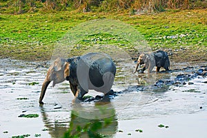 The Asian or Asiatic elephant, Elephas maximus