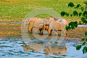 The Asian or Asiatic elephant, Elephas maximus