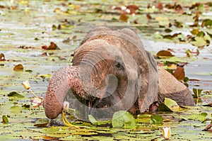 Asian or Asiatic elephant Elephas maximus eating water lily in Yala National Park, Sri Lanka