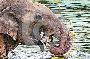 Asian or Asiatic elephant Elephas maximus eating water lily in Yala national park, Sri Lanka