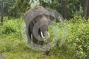 Asian or Asiatic elephant or Elephas maximus male, India