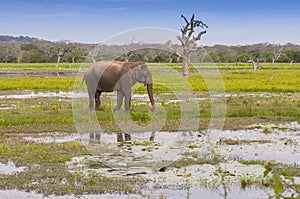 Asian or Asiatic elephant Elephas maximus in a swamp of Yala national park, Sri Lanka