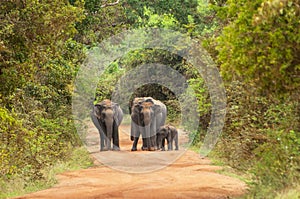 Asian or Asiatic elephants Elephas maximus family cross the road in Yala National Park, Sri Lanka