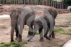 Asian, Asiatic, Indian Elephant with Baby Calf