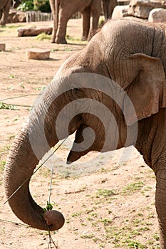 Asian, Asiatic, Indian Elephant Eating