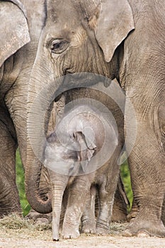 Asian baby elephant