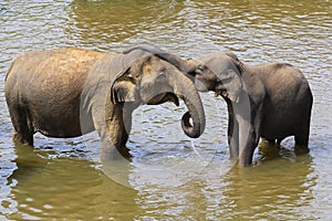 Asian baby elephant hug mother with trunk, lowe