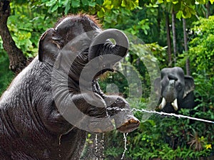 Asian baby elephants are playing.
