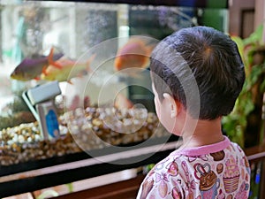 Asian baby looking at fishes in a glass tank with curiosity