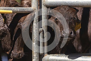 Asian baby murrah buffalo or water buffalo in stables at local dairy farm. agriculture and farming concept