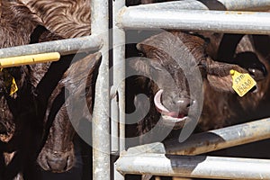 Asian baby murrah buffalo or water buffalo in stables at local dairy farm. agriculture and farming concept