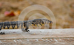 Asian baby water lizard on a wood platform near river in srilankan river