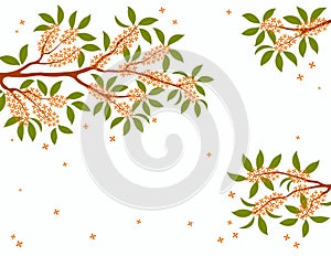 Asian background with osmanthus tree blossoms