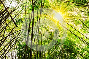 Asian bamboo forest with beautiful sunlight