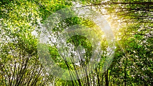 Asian bamboo forest with beautiful sunlight