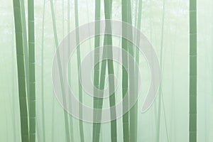 Asian bamboo forest with morning fog weather