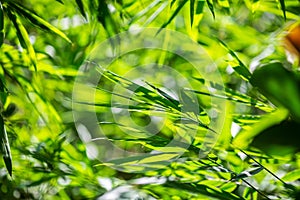 Asian bamboo leaves, Green leaf on blurred greenery background. Beautiful leaf texture in sunlight. Natural green background