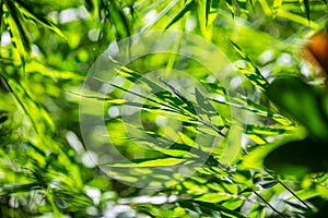 Asian bamboo leaves, Green leaf on blurred greenery background. Beautiful leaf texture in sunlight. Natural green background