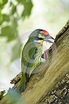 Asian barbet