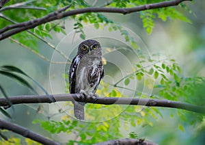 Asian barred owelet a medium sized rotund owl.