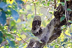 Asian barred owl