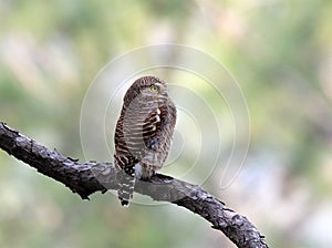 Asian barred owl