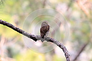 Asian barred owl