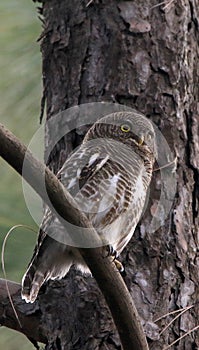 Asian barred owl