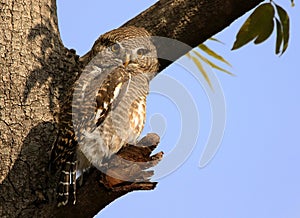 Asian barred owl