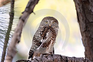 Asian barred owl